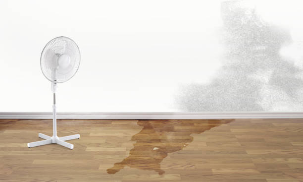 Best Water damage contractors near me  in Timonium, MD